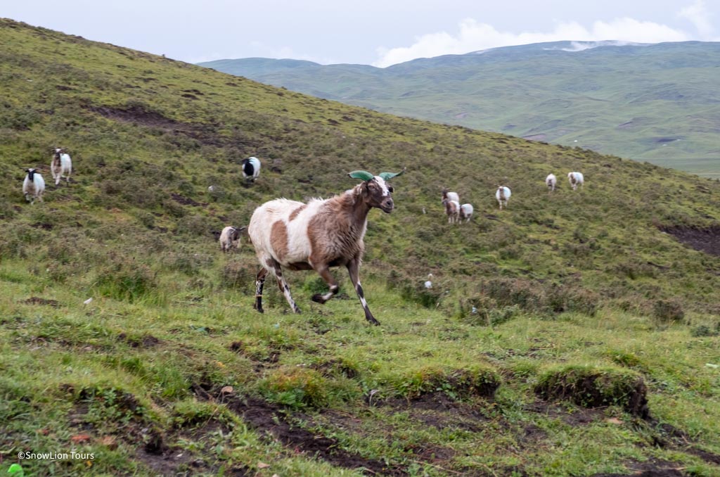 wildlife in tibet